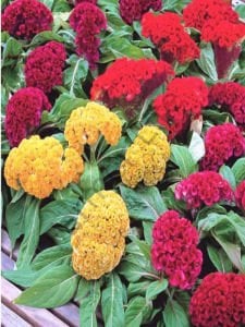Karışık Renkli Horoz İbiği Çiçeği Fidesi (Celosia Bombay) 6 Adet