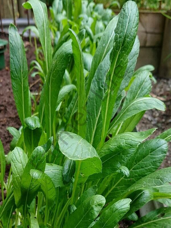 Aromatik Mibuna fidesi