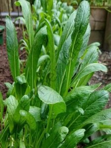 Aromatik Mibuna fidesi