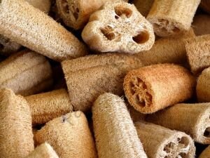 Lif Sünger Kabağı Fidesi 6 Adet