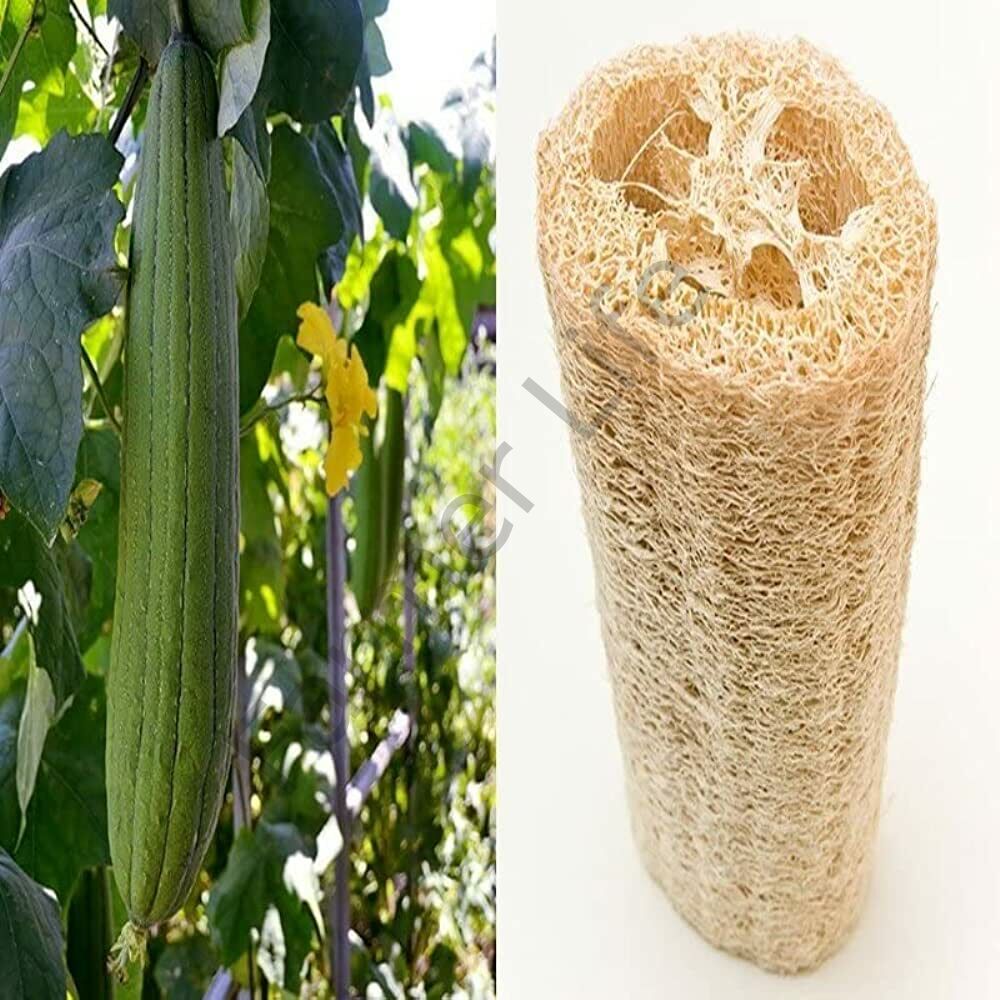 Lif Sünger Kabağı Fidesi 6 Adet