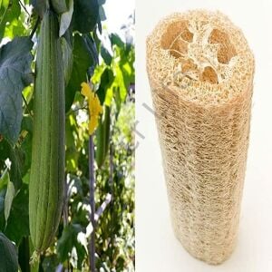 Lif Sünger Kabağı Fidesi 6 Adet