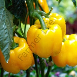 Sarı California Biberi Fidesi 6 Adet