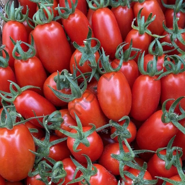 Kırmızı Şeker Domates Fidesi 6 Adet