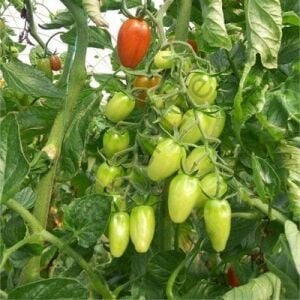 Kırmızı Şeker Domates Fidesi 6 Adet