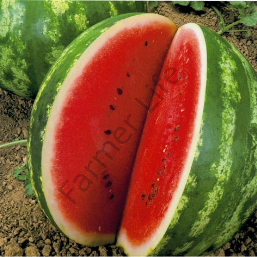 Crimson Sweet Karpuz Fidesi 6 Adet