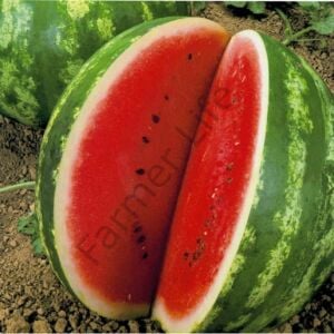 Crimson Sweet Karpuz Fidesi 6 Adet