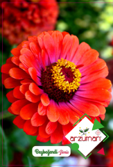 Beybeğendi Çiçeği Tohumu 30 Adet