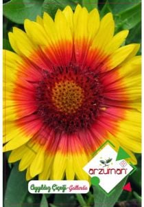 Ayyıldız Çiçeği Tohumu 50 Adet