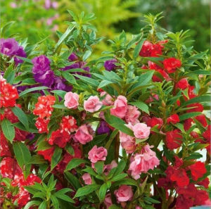 Türbe Çiçeği (Kına) Fidesi 6 Adet