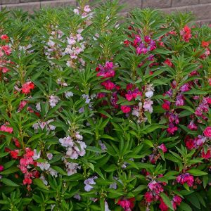 Türbe Çiçeği (Kına) Fidesi 6 Adet