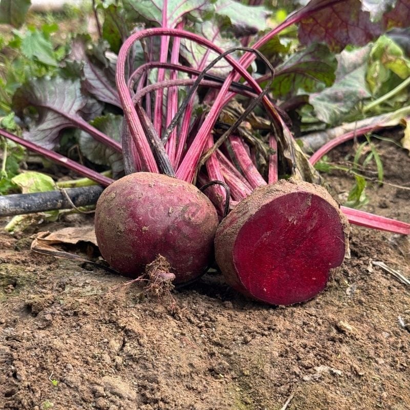 Yerli Pancar Fidesi 12 Adet