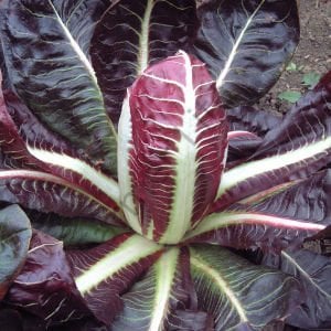 Hindiba (Radicchio rosso) Fidesi (Uzun - Kırmızı) 6 Adet