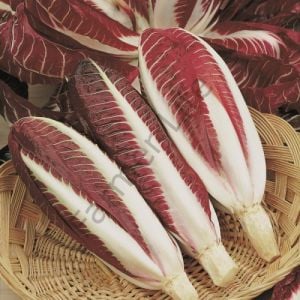 Hindiba (Radicchio rosso) Fidesi (Uzun - Kırmızı) 6 Adet