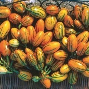 Togo Patlıcan Tohumu (10 Tohum)
