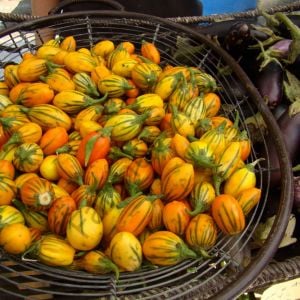 Togo Patlıcan Tohumu (10 Tohum)