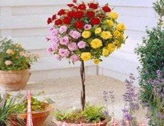 Bodur Üçgül Bonsai Tohumu