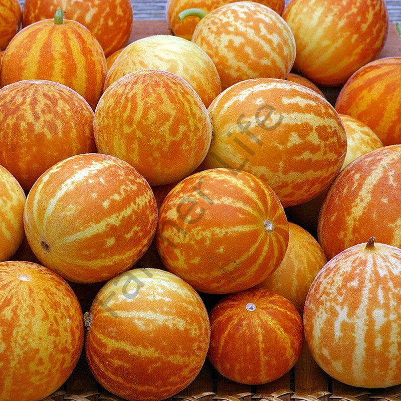 Plum Granny Parfüm Kavunu Tohumu (10 Tohum)