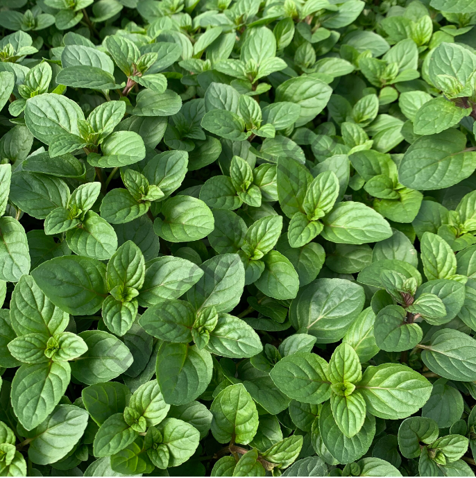 Çikolata Kokulu Nane Fidesi 6 Adet