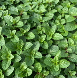 Çikolata Kokulu Nane Fidesi 6 Adet