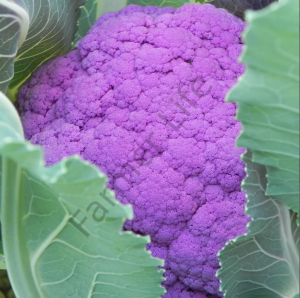 Mor Karnabahar Tohumu (20 Tohum)