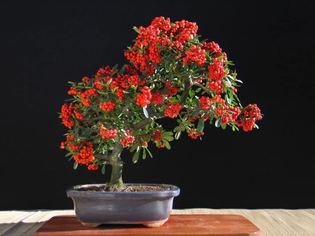 Pyracantha Bonsai Ağacı Tohumu 3 Adet