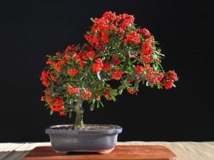 Pyracantha Bonsai Ağacı Tohumu 3 Adet