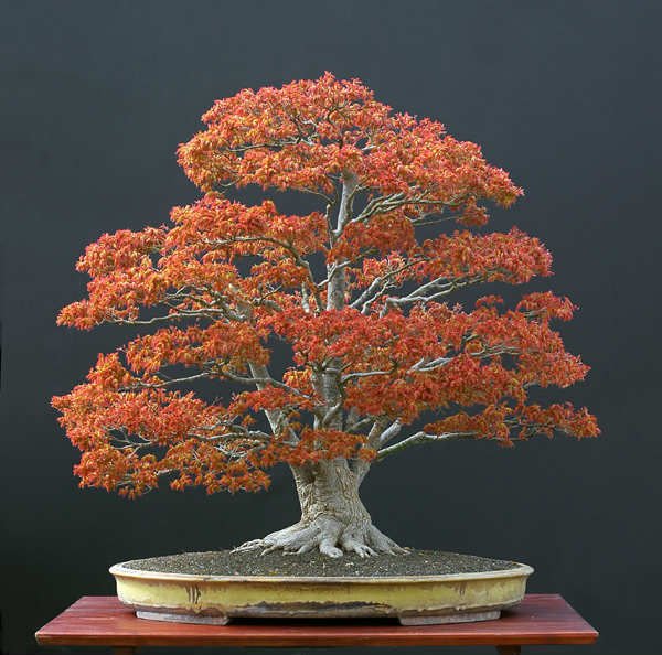 3 Adet Acer Palmatum Bonsai Tohumu
