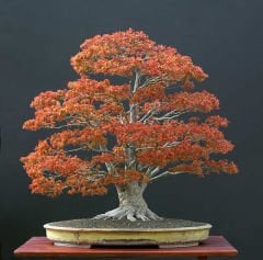 3 Adet Acer Palmatum Bonsai Tohumu