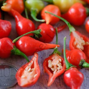 Biquinho Kaz Gagası Tatlı Kırmızı Biber (10 Tohum)