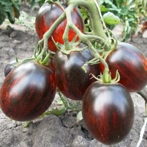 Gargamel Domates Tohumu (10 Tohum)