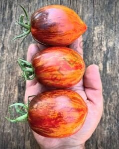 Gargamel Domates Tohumu (10 Tohum)