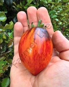 Gargamel Domates Tohumu (10 Tohum)