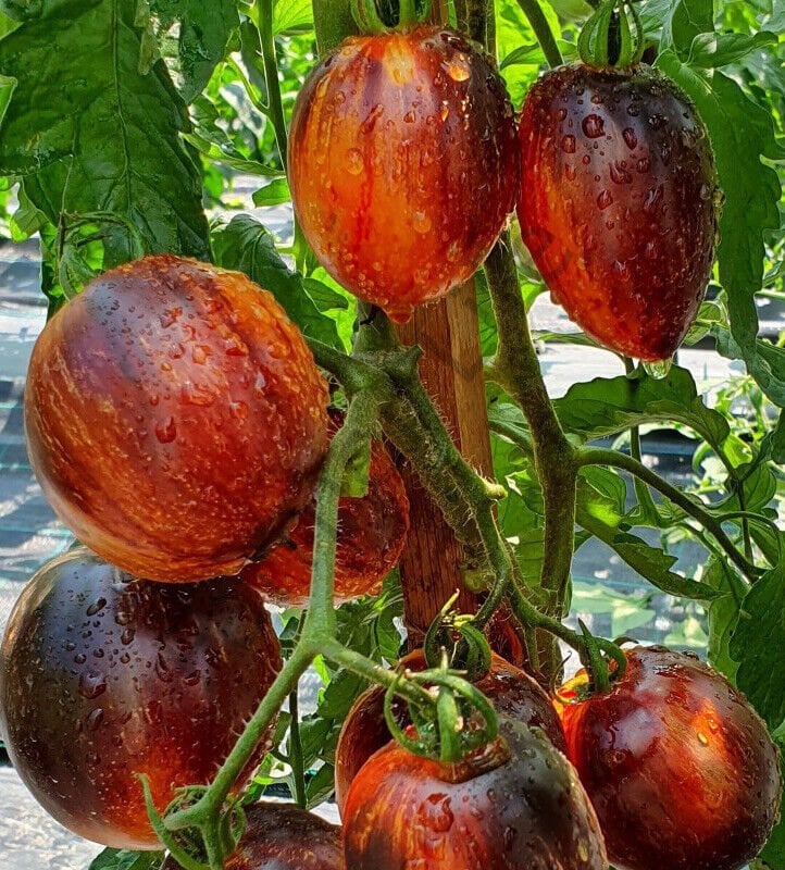 Gargamel Domates Tohumu (10 Tohum)