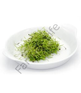 Microgreen Yeşillik Dereotu Tohumu 50 gr