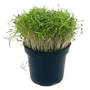 Microgreen Yeşillik Dereotu Tohumu 50 gr