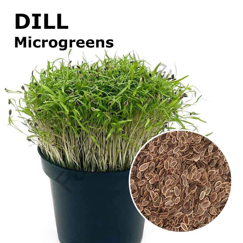 Microgreen Yeşillik Dereotu Tohumu 50 gr