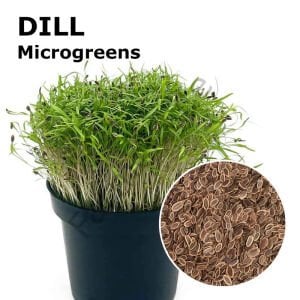 Microgreen Yeşillik Dereotu Tohumu 50 gr