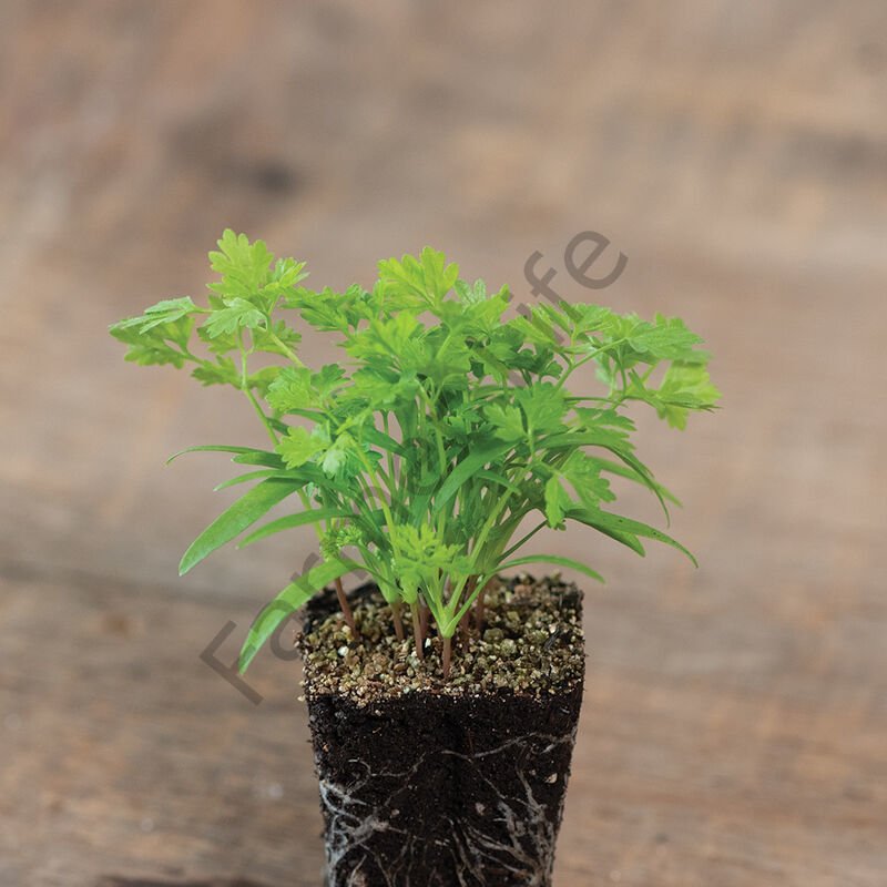 Organik Microgreen Yeşillik Frenk Maydanozu Tohumu 50 gr