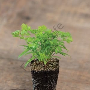 Organik Microgreen Yeşillik Frenk Maydanozu Tohumu 50 gr
