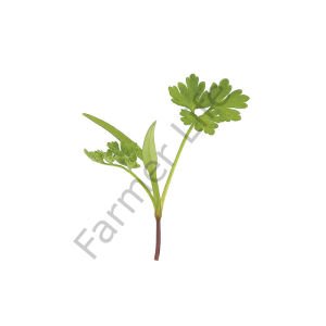 Organik Microgreen Yeşillik Frenk Maydanozu Tohumu 50 gr