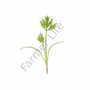 Organik Microgreen Yeşillik Havuç Tohumu 25 gr