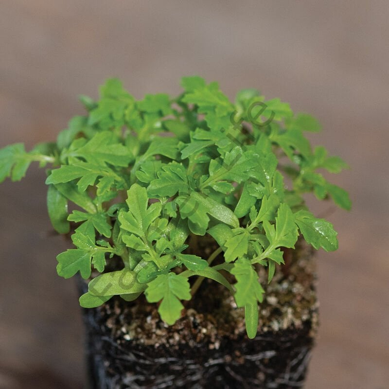 Organik Microgreen Yeşillik Kadife Tohumu 5 gr