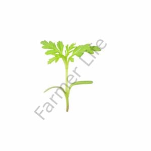 Organik Microgreen Yeşillik Kadife Tohumu 5 gr