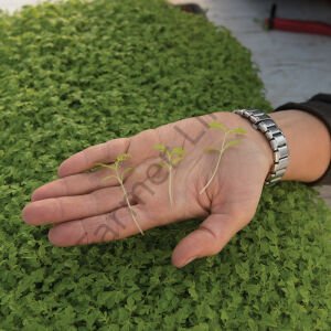 Organik Microgreen Yeşillik Kadife Tohumu 5 gr