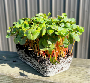 Microgreen Yeşillik Karabuğday Tohumu 50 gr