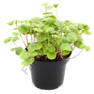 Microgreen Yeşillik Karabuğday Tohumu 50 gr