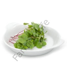 Microgreen Yeşillik Karabuğday Tohumu 50 gr