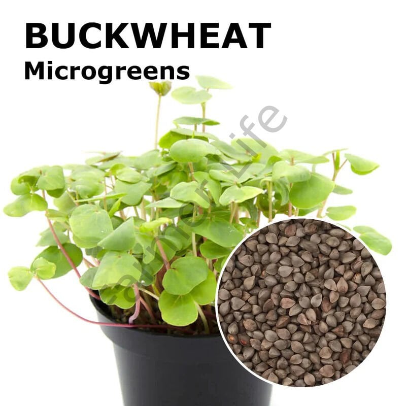 Microgreen Yeşillik Karabuğday Tohumu 50 gr