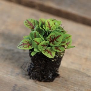 Organik Microgreen Kırmızı Kuzukulağı Tohumu (100 Adet)